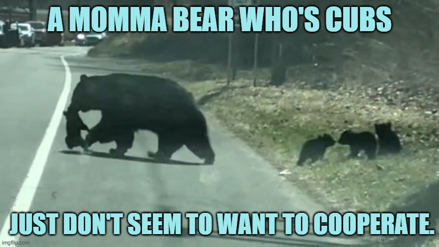 The Cutest Video | A MOMMA BEAR WHO'S CUBS; JUST DON'T SEEM TO WANT TO COOPERATE. | image tagged in memes,fun,bear,cubs,cross,road | made w/ Imgflip meme maker