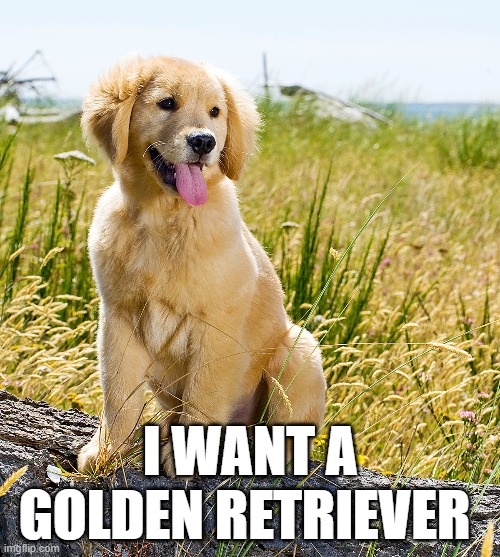 I WANT A GOLDEN RETRIEVER | made w/ Imgflip meme maker