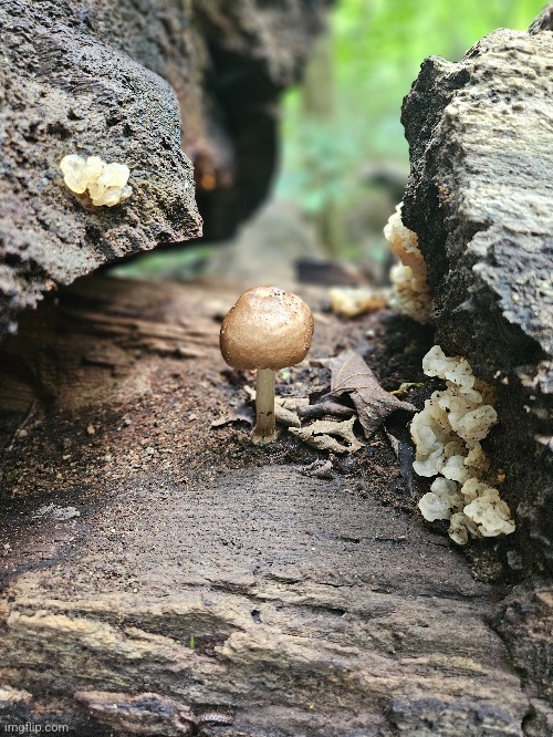 MUSHROOM IN THE TREE | image tagged in mushroom,forest,trees | made w/ Imgflip meme maker