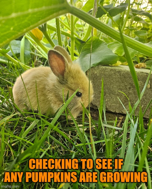 BUNNY IN THE PUMPKIN PATCH | CHECKING TO SEE IF ANY PUMPKINS ARE GROWING | image tagged in bunnies,rabbits,bunny,pumpkins | made w/ Imgflip meme maker