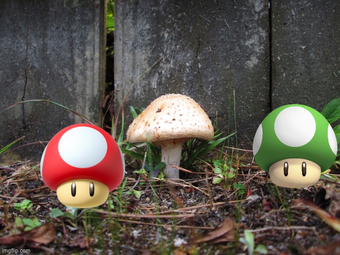 mushroom | image tagged in mushroom,mario | made w/ Imgflip meme maker