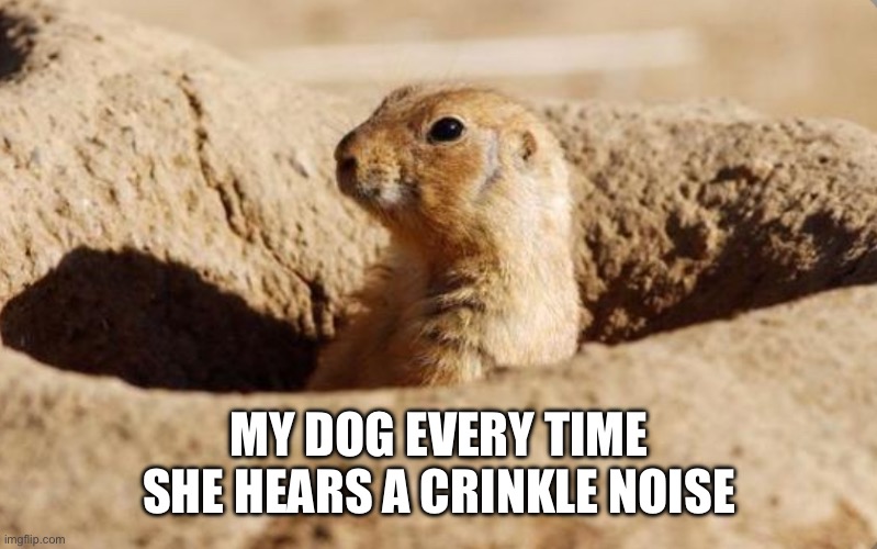 My Dog Is Always Looking | MY DOG EVERY TIME SHE HEARS A CRINKLE NOISE | image tagged in prairie dog hole,dog,noise,treats,every time | made w/ Imgflip meme maker