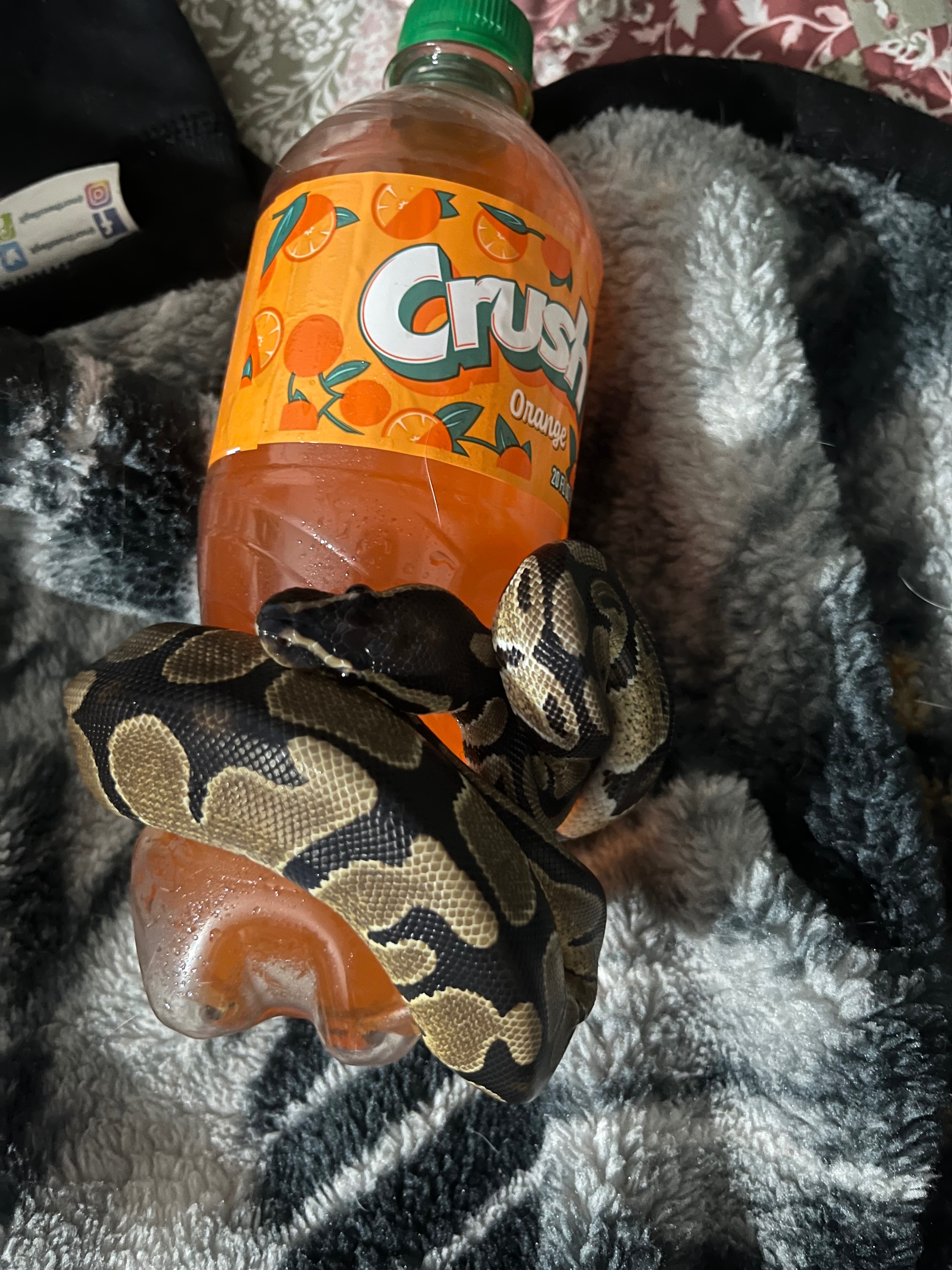 snake with a crush | made w/ Imgflip meme maker