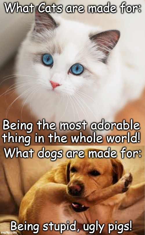 What cats and dogs are made for, and this is true! | What Cats are made for:; Being the most adorable thing in the whole world! What dogs are made for:; Being stupid, ugly pigs! | image tagged in cat,dog,ugly,cute,stupid,pig | made w/ Imgflip meme maker