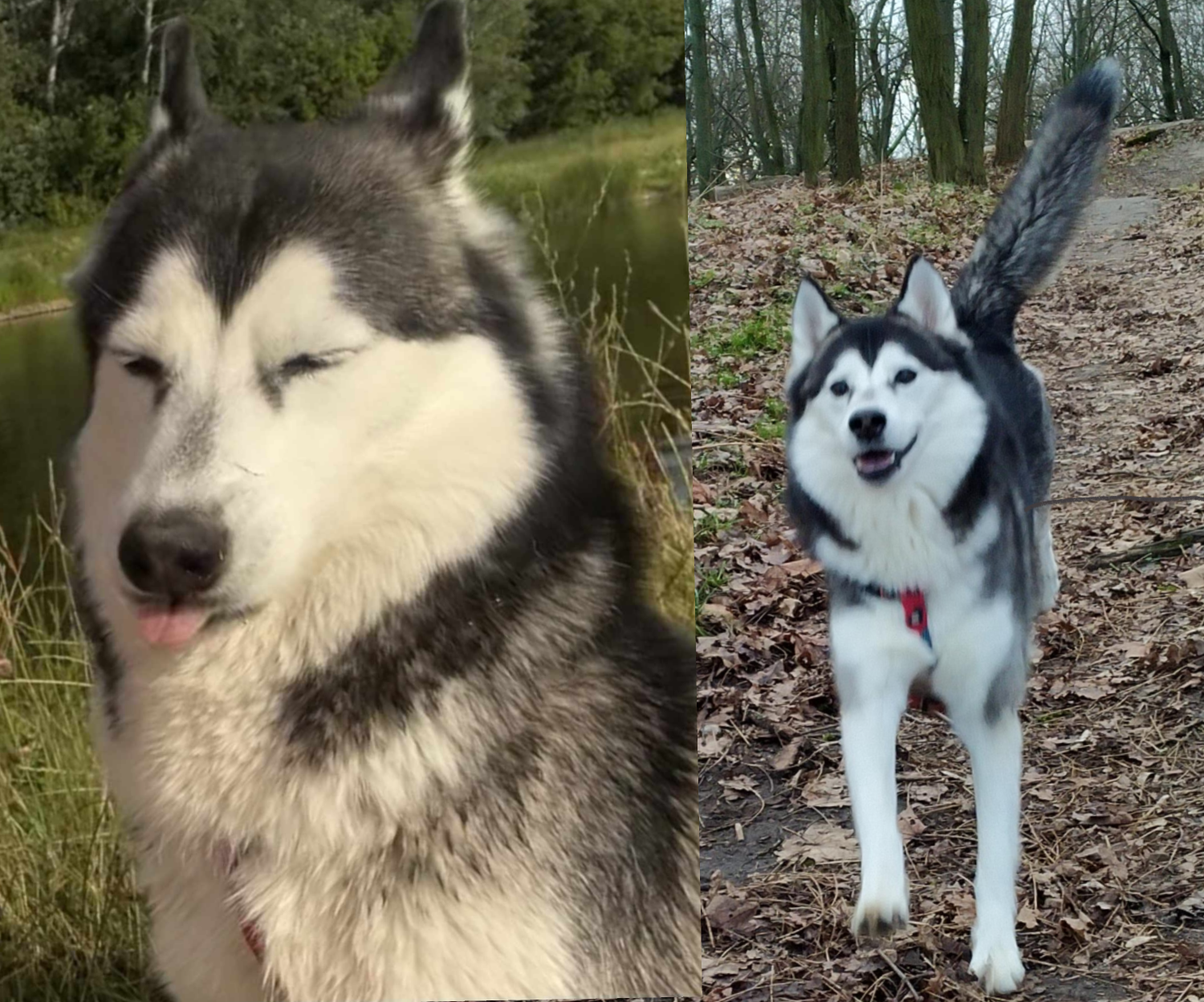 Notamused/amused dog Blank Meme Template