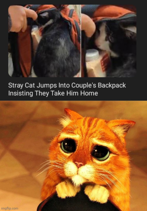 Begging to go home | image tagged in puss in boots shrek cat begging,cats,cat,home,menes,backpack | made w/ Imgflip meme maker