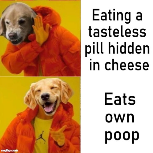 So true | image tagged in dog drake hotline bling | made w/ Imgflip meme maker