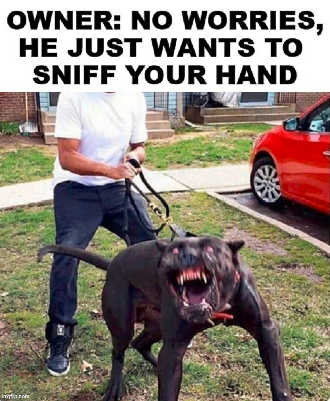 He just wants some pets | image tagged in dogs | made w/ Imgflip meme maker