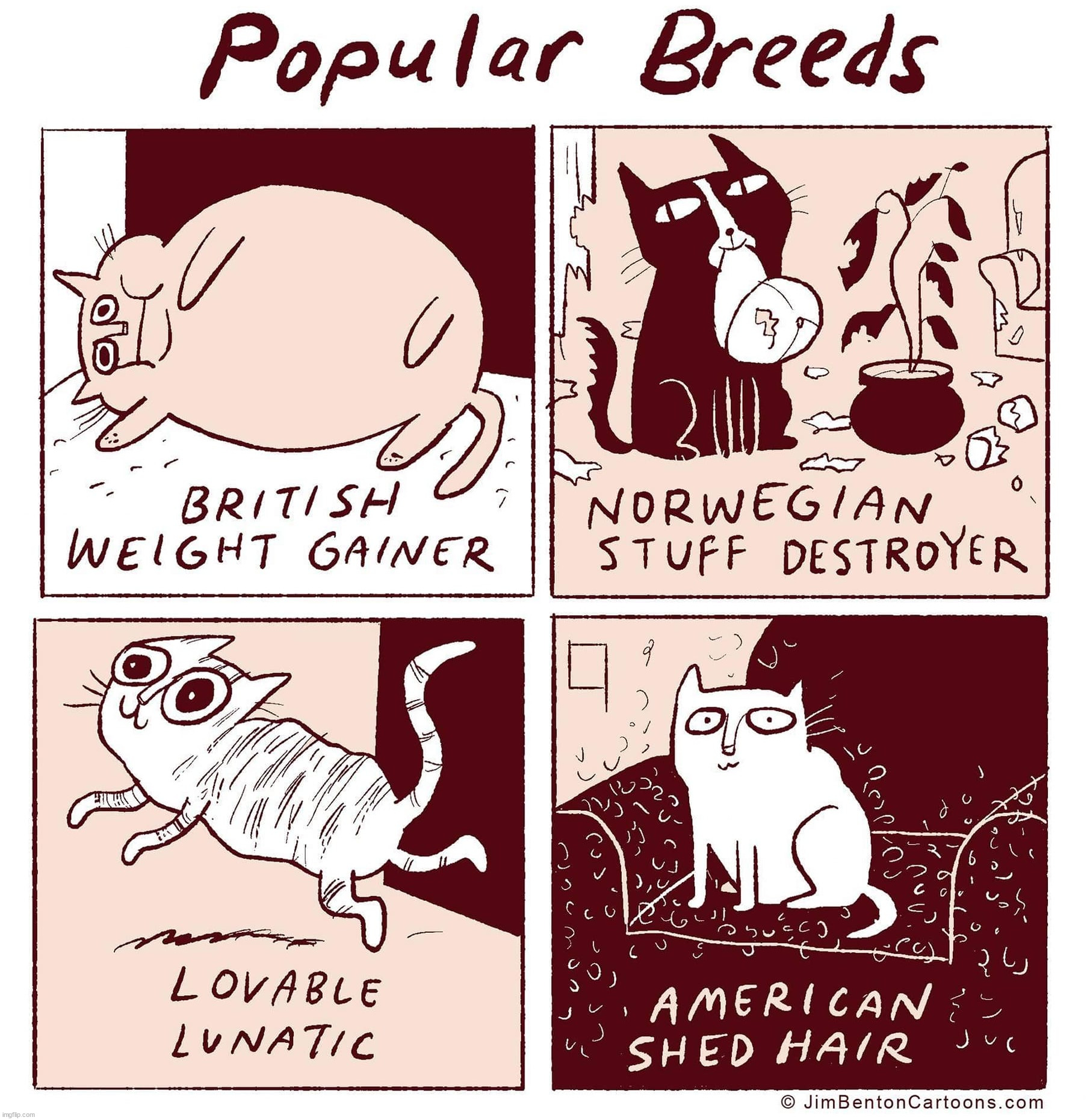 The four top breeds | image tagged in wholesome | made w/ Imgflip meme maker