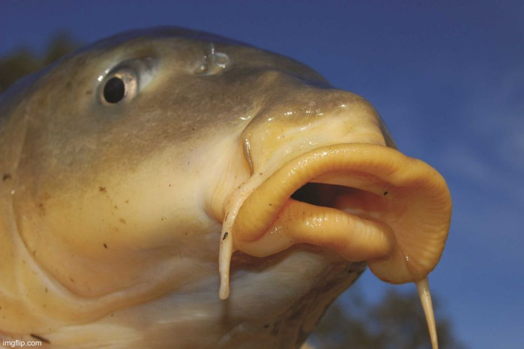 Carp | image tagged in carp | made w/ Imgflip meme maker