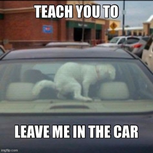 When you gotta go... | image tagged in dogs,that will teach them not to leave the dog in the car | made w/ Imgflip meme maker