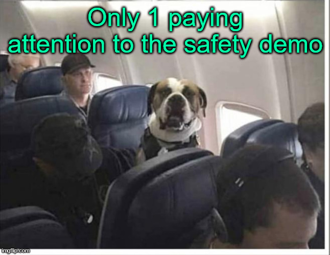 Smart dog paying attention | Only 1 paying attention to the safety demo | image tagged in dogs,safety first | made w/ Imgflip meme maker