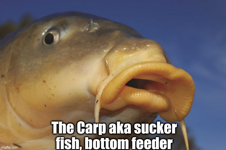 Carp | The Carp aka sucker fish, bottom feeder | image tagged in carp | made w/ Imgflip meme maker