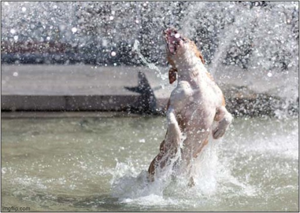 Cooling Down ! | image tagged in dogs,water,cooling down | made w/ Imgflip meme maker