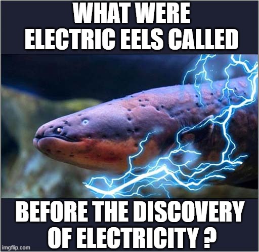 This Bothers Me ! | WHAT WERE ELECTRIC EELS CALLED; BEFORE THE DISCOVERY 
OF ELECTRICITY ? | image tagged in eels,electricity | made w/ Imgflip meme maker