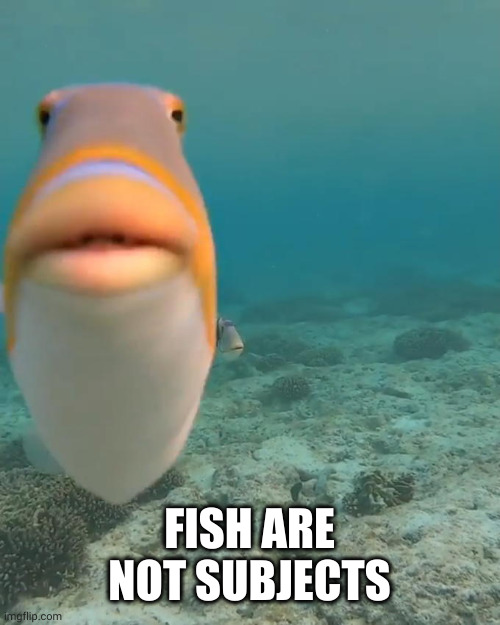 staring fish | FISH ARE NOT SUBJECTS | image tagged in staring fish | made w/ Imgflip meme maker