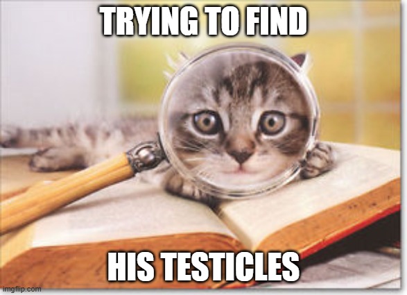 cat magnifying glass | TRYING TO FIND HIS TESTICLES | image tagged in cat magnifying glass | made w/ Imgflip meme maker