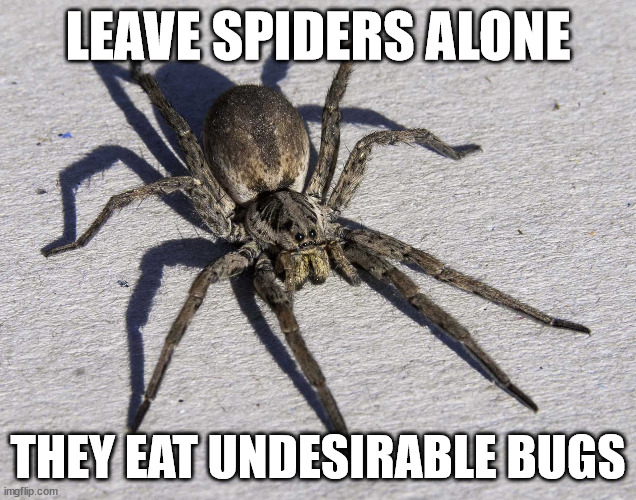 spider benefits | LEAVE SPIDERS ALONE; THEY EAT UNDESIRABLE BUGS | image tagged in spider | made w/ Imgflip meme maker