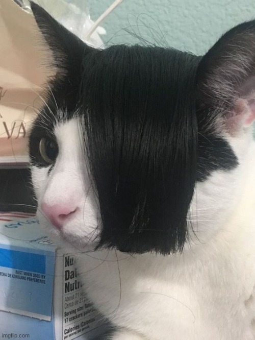 It's not a phase, mom | image tagged in cats,emo | made w/ Imgflip meme maker