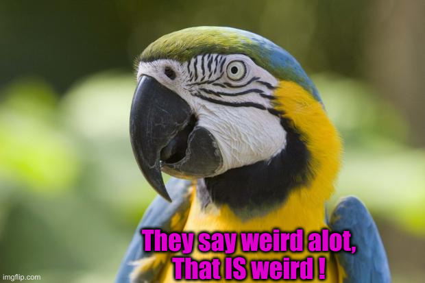 parrot | They say weird alot,
That IS weird ! | image tagged in parrot | made w/ Imgflip meme maker