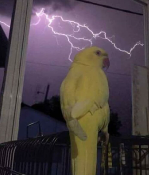 lightning birb Blank Meme Template