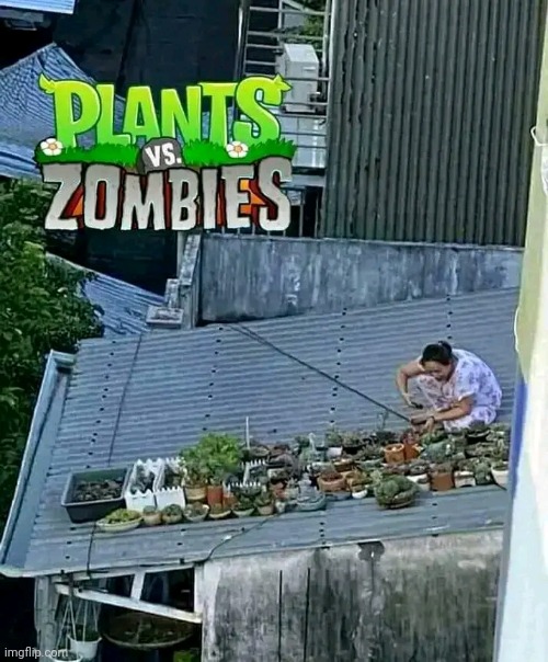 Plants vs zombie | image tagged in memes,fun,plants vs zombies | made w/ Imgflip meme maker