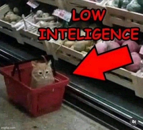 Low intelligence | image tagged in low intelligence | made w/ Imgflip meme maker