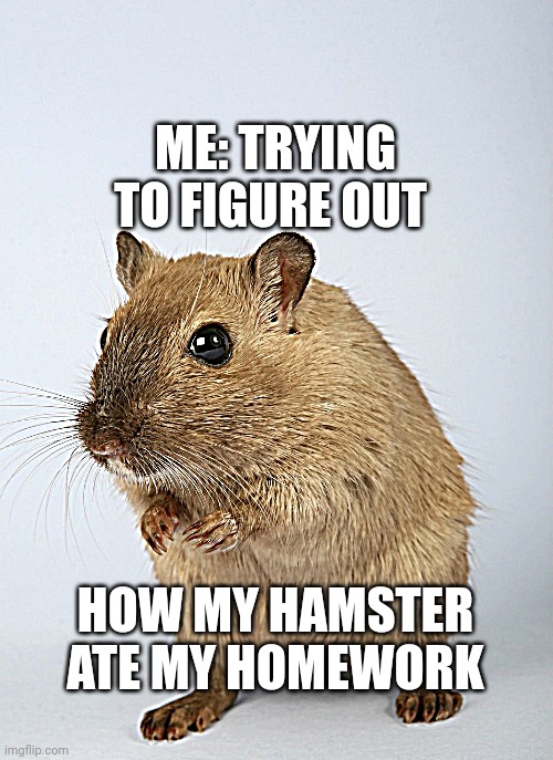 Thinking | ME: TRYING TO FIGURE OUT; HOW MY HAMSTER ATE MY HOMEWORK | image tagged in hamster,thinking,blank stare | made w/ Imgflip meme maker