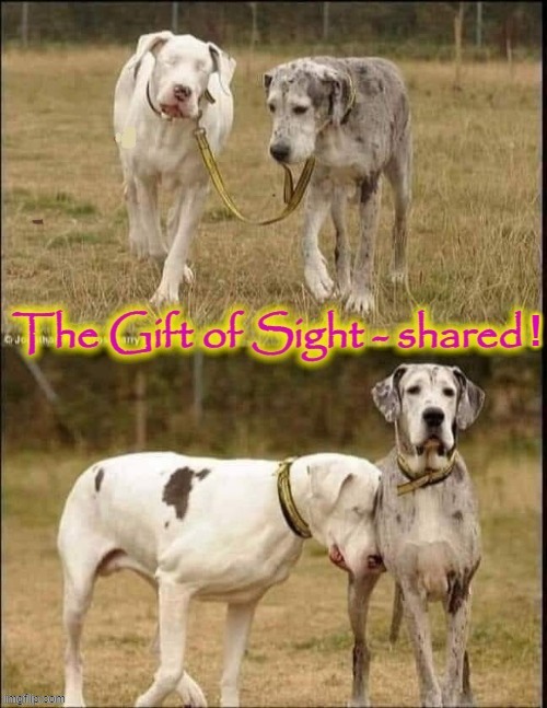 Guide Dog Dog ! | image tagged in lead | made w/ Imgflip meme maker