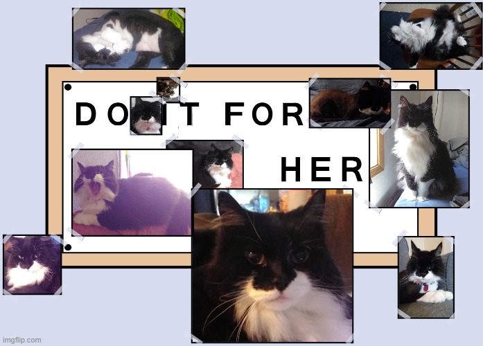 It's been one year since she passed, and I felt the need to honor her memory. | image tagged in boo,cat,do it for her,rest in peace | made w/ Imgflip meme maker