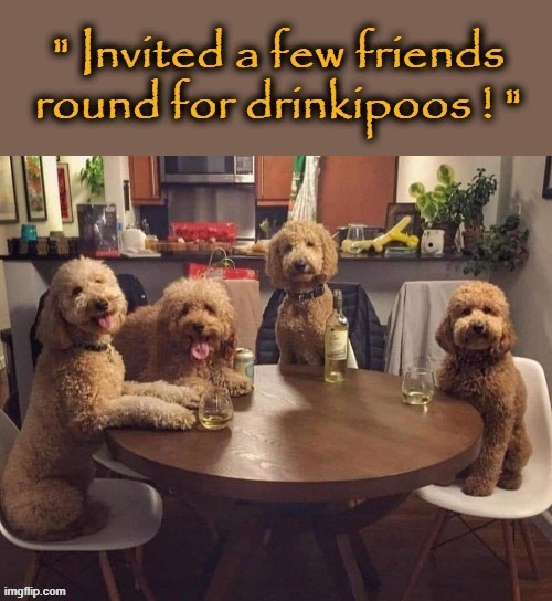 Drinkipoos ! | image tagged in doggie | made w/ Imgflip meme maker