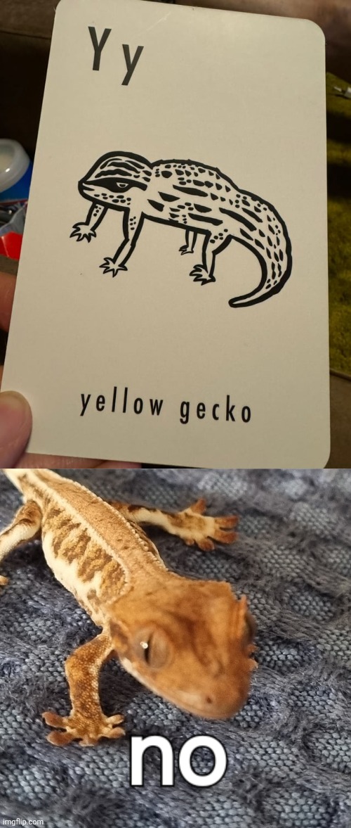 Oh sure, yellow gecko | image tagged in crested gecko meme,gecko,you had one job,memes,y,yellow | made w/ Imgflip meme maker