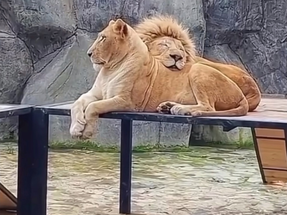 High Quality Lions Blank Meme Template