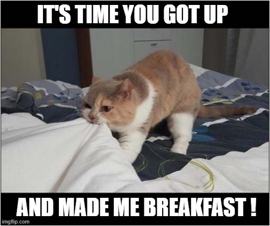 Wakey Wakey ! | IT'S TIME YOU GOT UP; AND MADE ME BREAKFAST ! | image tagged in cats,wake up,feed me | made w/ Imgflip meme maker