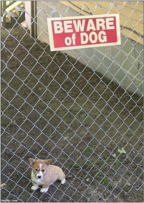 Be Afraid Of This Puppy ! | image tagged in dogs,puppy,corgi,beware | made w/ Imgflip meme maker