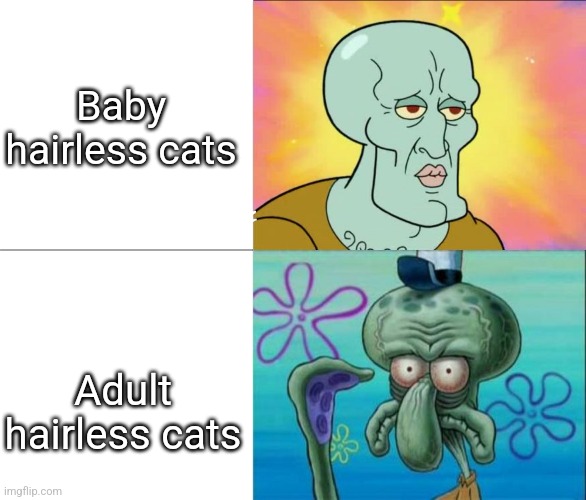 Handsome Squidward vs Ugly Squidward | Baby hairless cats; Adult hairless cats | image tagged in handsome squidward vs ugly squidward | made w/ Imgflip meme maker