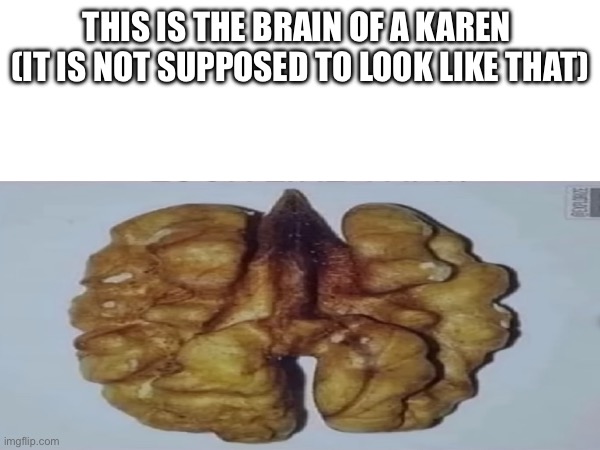 Brains are not to be looking like welnut | THIS IS THE BRAIN OF A KAREN 
(IT IS NOT SUPPOSED TO LOOK LIKE THAT) | image tagged in 5 | made w/ Imgflip meme maker