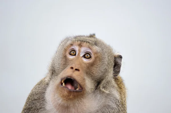 High Quality Shocked Monkey Blank Meme Template