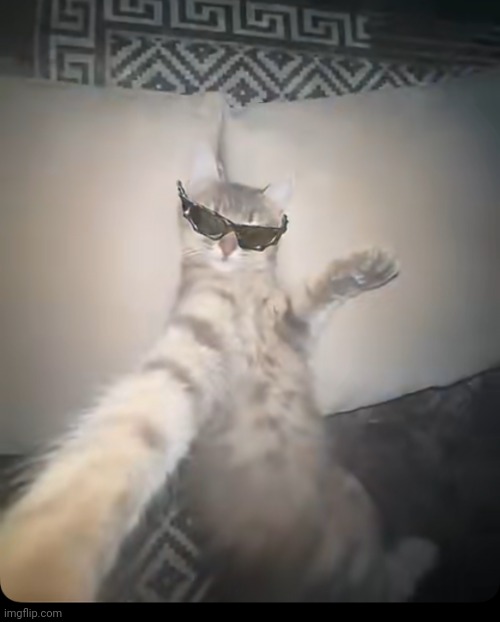 Good night I am going to sleep | image tagged in cat with sunglasses is chillin | made w/ Imgflip meme maker