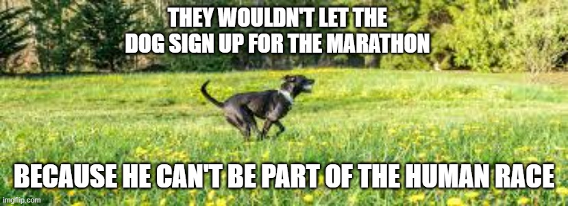 memes by Brad - The dog couldn't sign up for the marathon because .... | THEY WOULDN'T LET THE DOG SIGN UP FOR THE MARATHON; BECAUSE HE CAN'T BE PART OF THE HUMAN RACE | image tagged in funny,sports,running,bad pun dog,dog,humor | made w/ Imgflip meme maker