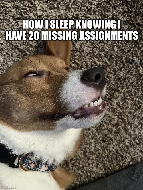 Sleeping dog | HOW I SLEEP KNOWING I HAVE 20 MISSING ASSIGNMENTS | image tagged in sleeping dog | made w/ Imgflip meme maker