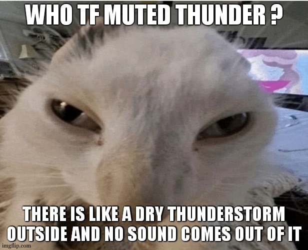 Pluh cat | WHO TF MUTED THUNDER ? THERE IS LIKE A DRY THUNDERSTORM OUTSIDE AND NO SOUND COMES OUT OF IT | image tagged in g | made w/ Imgflip meme maker