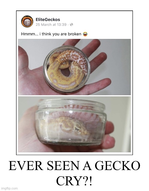 Save the Geckos | image tagged in save the geckos | made w/ Imgflip meme maker