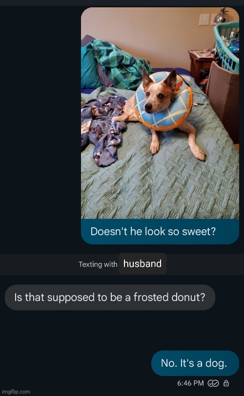 Husband Can't Tell the Difference | image tagged in funny,text messages,dogs,donuts | made w/ Imgflip meme maker