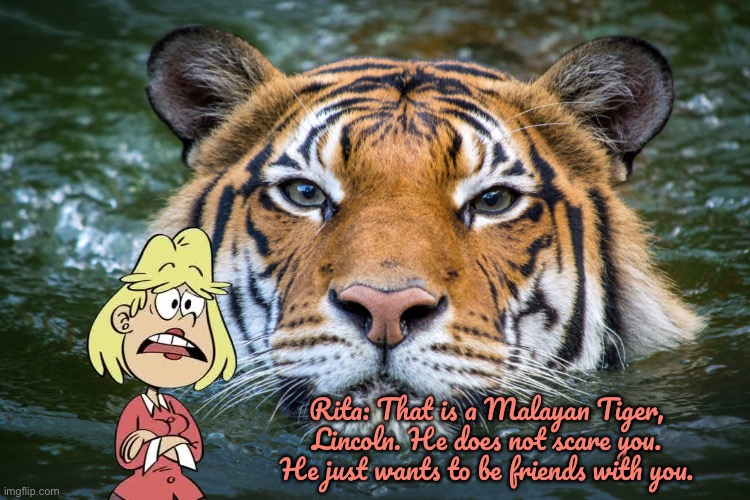 Malayan Tiger | Rita: That is a Malayan Tiger, Lincoln. He does not scare you. He just wants to be friends with you. | image tagged in the loud house,houston,zoo,lincoln loud,texas,tiger | made w/ Imgflip meme maker