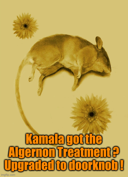 Flowers For Algernon | Kamala got the Algernon Treatment ? Upgraded to doorknob ! | image tagged in flowers for algernon | made w/ Imgflip meme maker