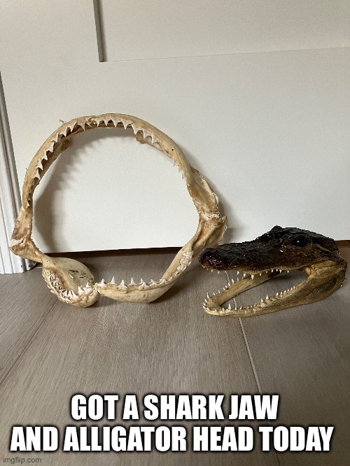 GOT A SHARK JAW AND ALLIGATOR HEAD TODAY | made w/ Imgflip meme maker