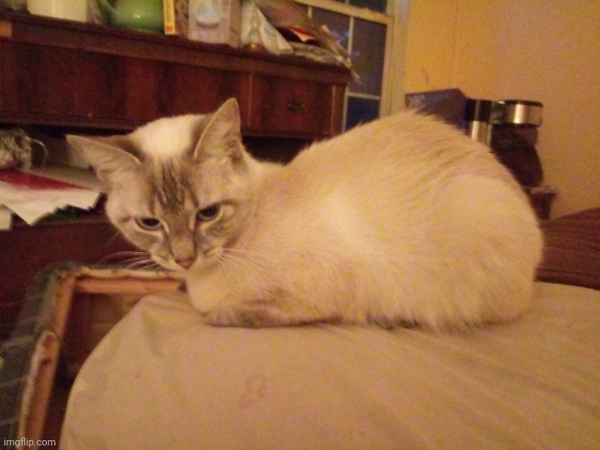 Cat loaf.mp3 | made w/ Imgflip meme maker