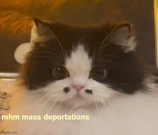 Funny I made this a month ago | mhm mass deportations | image tagged in rmk,haitians,cats | made w/ Imgflip meme maker