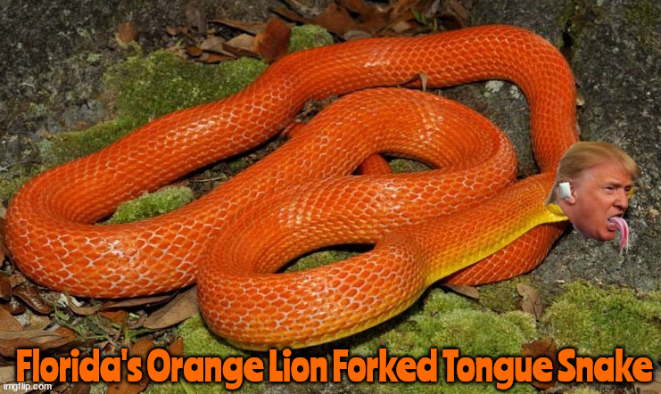 Florida's Orange Yellow Bellied  Lyin' Forked Tongue Snake | Florida's Orange Lion Forked Tongue Snake | image tagged in orange snake,trump snake,maga snake,lying with a forked tongue,yellow bellied snake,bone spurs | made w/ Imgflip meme maker